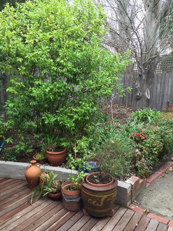 Garden Cottage St Kilda Melbourne Exterior foto